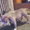 2 year old Female American bully