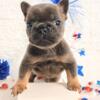 Gorgeous French Bulldog puppies (genetically health tested parents)