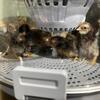 Bantam Chickens For Sale