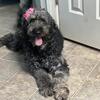Merle Goldendoodle Girl Trained