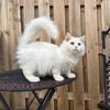 Snowball Kitten 