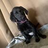 Labrador Puppies - AKC Registered