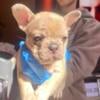 Selling frenchies message for prices tan one sold  4 male 1 female black frenchie