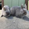 Blue Netherland Dwarf Bunnies for sale