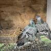 Frillback pigeon 