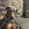 AKC Female Doberman Pinscher