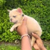 Male Fawn French Bulldog