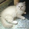 Tica pure breed Ragdoll ,  gorgeous eyes and 100% Ragdoll  Love , Love , Love