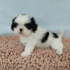 CKC Girl Shih Tzu Puppy For Sale
