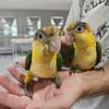 White Bellied Caiques
