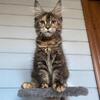 Beautiful European Maine Coon tortie girl available