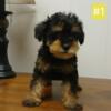 Schnoodle Puppies Genetic Tested Champion AKC Lines