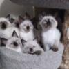 Beautiful Sealpoint Siamese kittens
