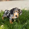 AKC dachshund female puppies in indiana