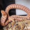 Western Hognose Snakes