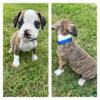 Male Boxer Puppies