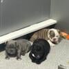 American bully  puppys MICRO