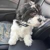 Havanese Puppy