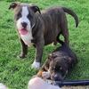 American Bully puppies