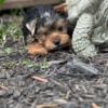 Male Yorkie Puppy in Summerville, South Carolina