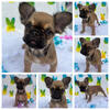 Fluffy French Bulldog puppies