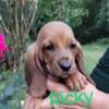 Basset hound puppy AKC