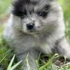 Pomeranian pups ready for their forever home