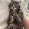 2600 Maine Coon kitten almost ready to go home