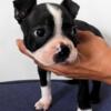 Boston Terrier Male AKC (Viney's)