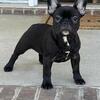 AKC French Bulldog Female – Champion Bloodline, Ready Now