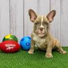 American Bully puppy