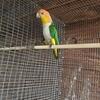 White caique male . Looking for a new home 🏡