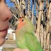 Tame Peach faced baby lovebirds