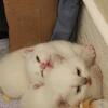 Purebred British Shorthair Kittens – Champion Bloodline– Born August 5