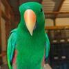 I'm looking to buy birds @ whosale