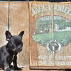 French bulldog puppies 