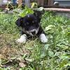Corgi x border collie puppies