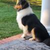 Rough Collie Puppy - Rihanna