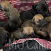 Cane Corso Puppies (Available Christmas Eve)