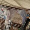 Pair of Indian Ringnecks 1.5 year old