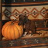 Italian Greyhound puppies 