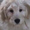 REDUCED Medium Goldendoodles