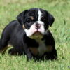 AKC Registered English Bulldog puppies