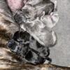 Gray Cane Corso puppies
