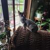  Sphinx kitten 