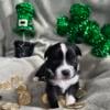 Toy Australian Shepherd