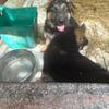 Available puppies German shepherd