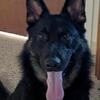 Male German Shepherd