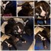 American Pitbull Terrier Puppies! Brindle Coats! Born on December 15th & ready for a New Home