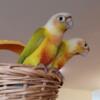 American dilute green cheek conures